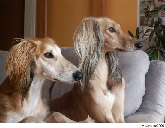 Saluki / Galgo Persa / Perro Real de Egipto / Tazi / Arab ... Saluki / Galgo Persa / Perro Real de Egipto / Tazi / Arab ...