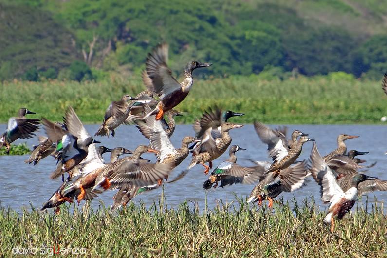 EL SALVADOR DE AYER Y HOY: PATOS, volando en desbandada; todavía ... EL SALVADOR DE AYER Y HOY: PATOS, volando en desbandada; todavía ...