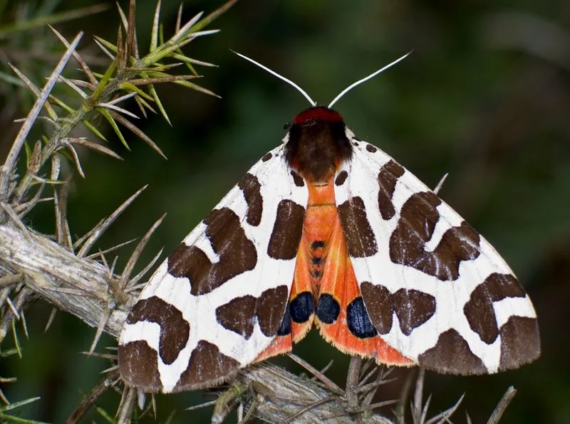 Hacia un lugar salvaje: Lepidópteros nocturnos Hacia un lugar salvaje: Lepidópteros nocturnos