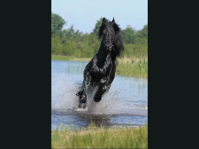 Protector de pantalla de caballos con movimiento - Imagui Protector de pantalla de caballos con movimiento - Imagui