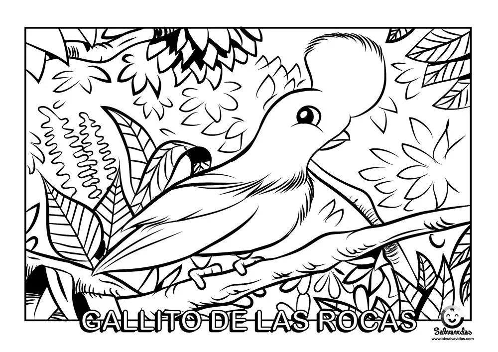 salvavidas: Coloreando la Fauna Peruana: El Gallito de las Rocas salvavidas: Coloreando la Fauna Peruana: El Gallito de las Rocas