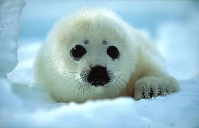 Salvem a Foca bébé