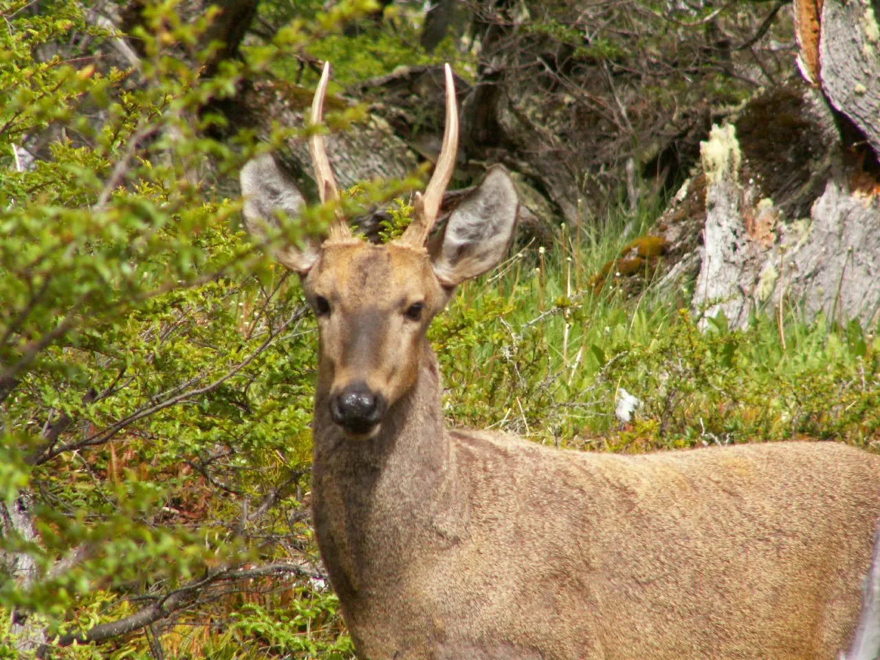 Salvemos animales en peligro de extinción - Taringa! Salvemos animales en peligro de extinción - Taringa!