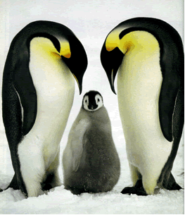 Salvemos a los pinguinos