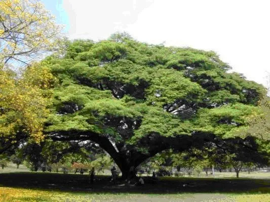 El Samán, árbol venezolano. #Venezuela | COLOMBIA e VENEZUELA ... El Samán, árbol venezolano. #Venezuela | COLOMBIA e VENEZUELA ...
