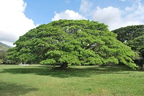 Samán: Big Tree - Arbol Grande | Flickr - Photo Sharing! Samán: Big Tree - Arbol Grande | Flickr - Photo Sharing!