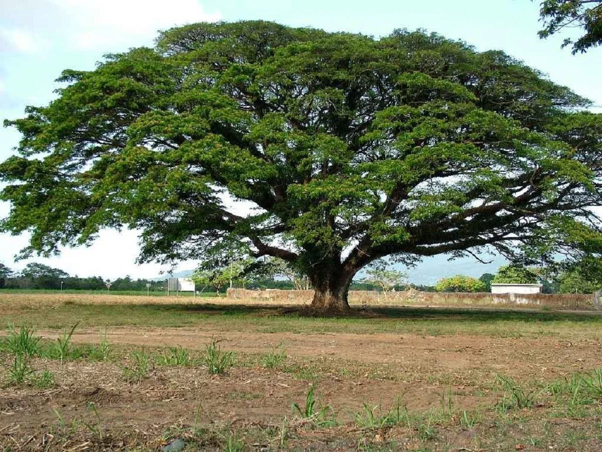 Samanea saman: Descubre un gran árbol con un gran follaje | Árboles de sombra, Plantación de árboles, Arboles Samanea saman: Descubre un gran árbol con un gran follaje | Árboles de sombra, Plantación de árboles, Arboles