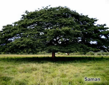 saman.png