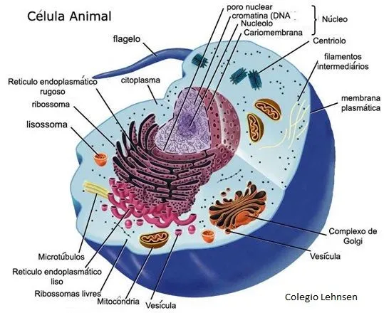 CELULA+ANIMAL.jpg