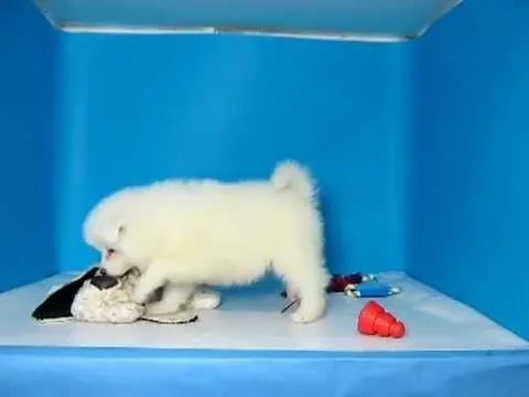 Samoyedo Macho REF: 273 65 Venta de perros. Comprar cachorros de ... Samoyedo Macho REF: 273 65 Venta de perros. Comprar cachorros de ...
