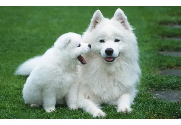Samoyedo - Razas de Perros - Mi Perro Es Único Samoyedo - Razas de Perros - Mi Perro Es Único