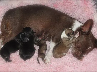 Samzara Chihuahuas | Chanel bebes 2014