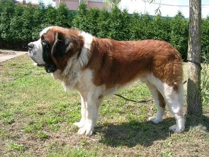 San Bernardo | Cuidar de tu perro es facilisimo.com San Bernardo | Cuidar de tu perro es facilisimo.com