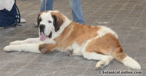 San Bernardo, raza de perro