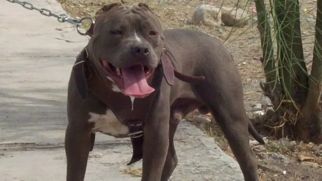 Imagenes perros pitbull para FaceBook - Imagui