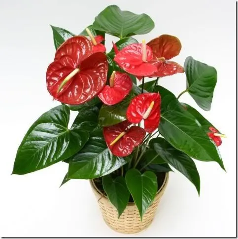 Para San Valentín: flores