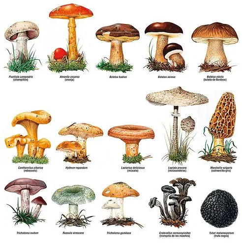 Hongos dibujos con sus partes y sus nombres - Imagui Hongos dibujos con sus partes y sus nombres - Imagui