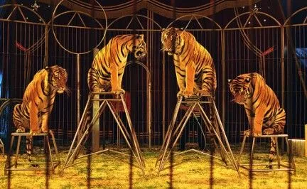 Sanción al Circo Osorio en Colima :: AnimaNaturalis Sanción al Circo Osorio en Colima :: AnimaNaturalis