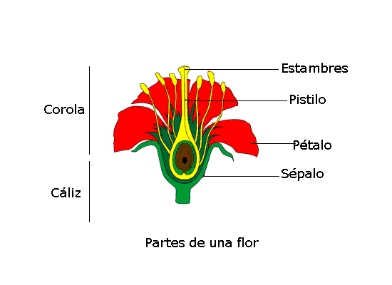 Maquetas de partes de una flor - Imagui