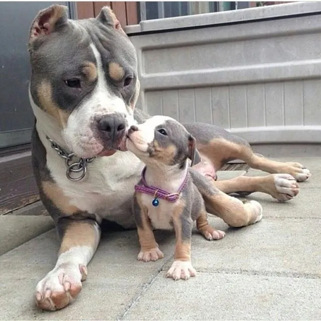 SandritaDiaz1 : Yo amo a los pitbulls, increíble raza ...