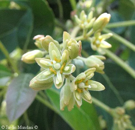 Sangrando en verde: El Aguacate: hoy hembra, mañana macho