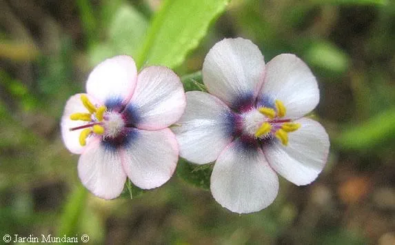 Sangrando en verde: Anagallis arvensis, desfile de modelos