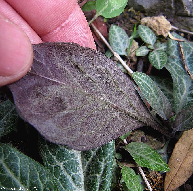 Sangrando en verde: Lysimachia minoricensis, su destino era la ...