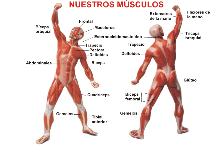 Santa Amalia 6º A: PRINCIPALES HUESOS Y MÚSCULOS DEL CUERPO HUMANO Santa Amalia 6º A: PRINCIPALES HUESOS Y MÚSCULOS DEL CUERPO HUMANO