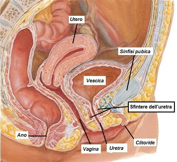 Sapere audeo: Esercizi di Kegel. Cura e prevenzione della zona pelvica Sapere audeo: Esercizi di Kegel. Cura e prevenzione della zona pelvica