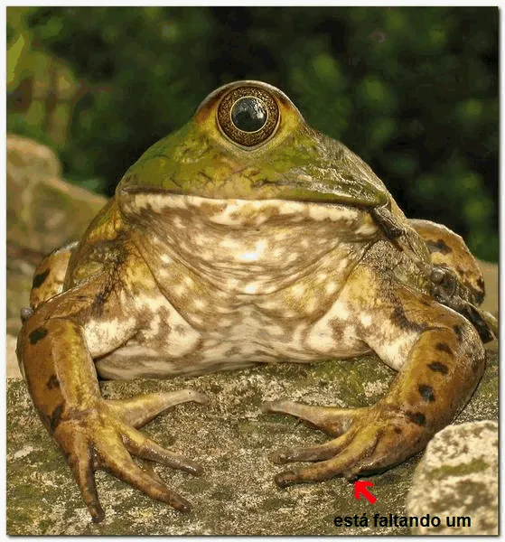 Sapo Num3 | DIARIOHD