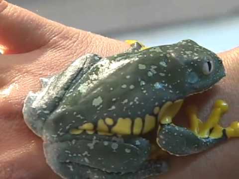Sapos y Ranas del Ecuador - YouTube