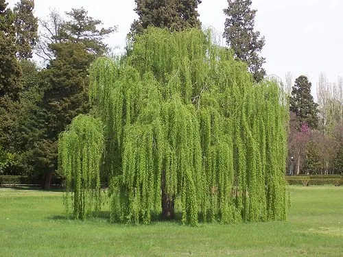 El Sauce Blanco el Árbol Magico | WiccaReencarnada