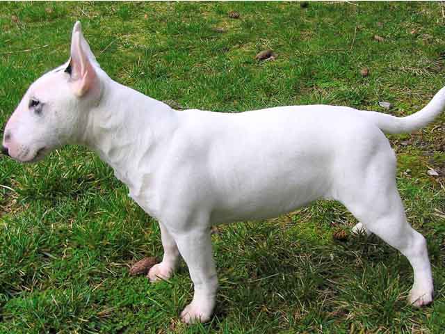 Saved by dogs: English Bull Terriers: Proof that God, and perhaps ...
