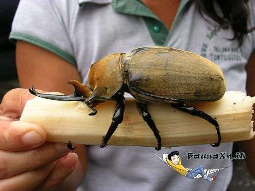Scarabeo o Coleottero Cervo (Volante) più Grande del Mondo Scarabeo o Coleottero Cervo (Volante) più Grande del Mondo