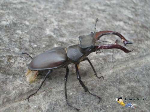 Scarabeo o Coleottero Cervo (Volante) più Grande del Mondo Scarabeo o Coleottero Cervo (Volante) più Grande del Mondo