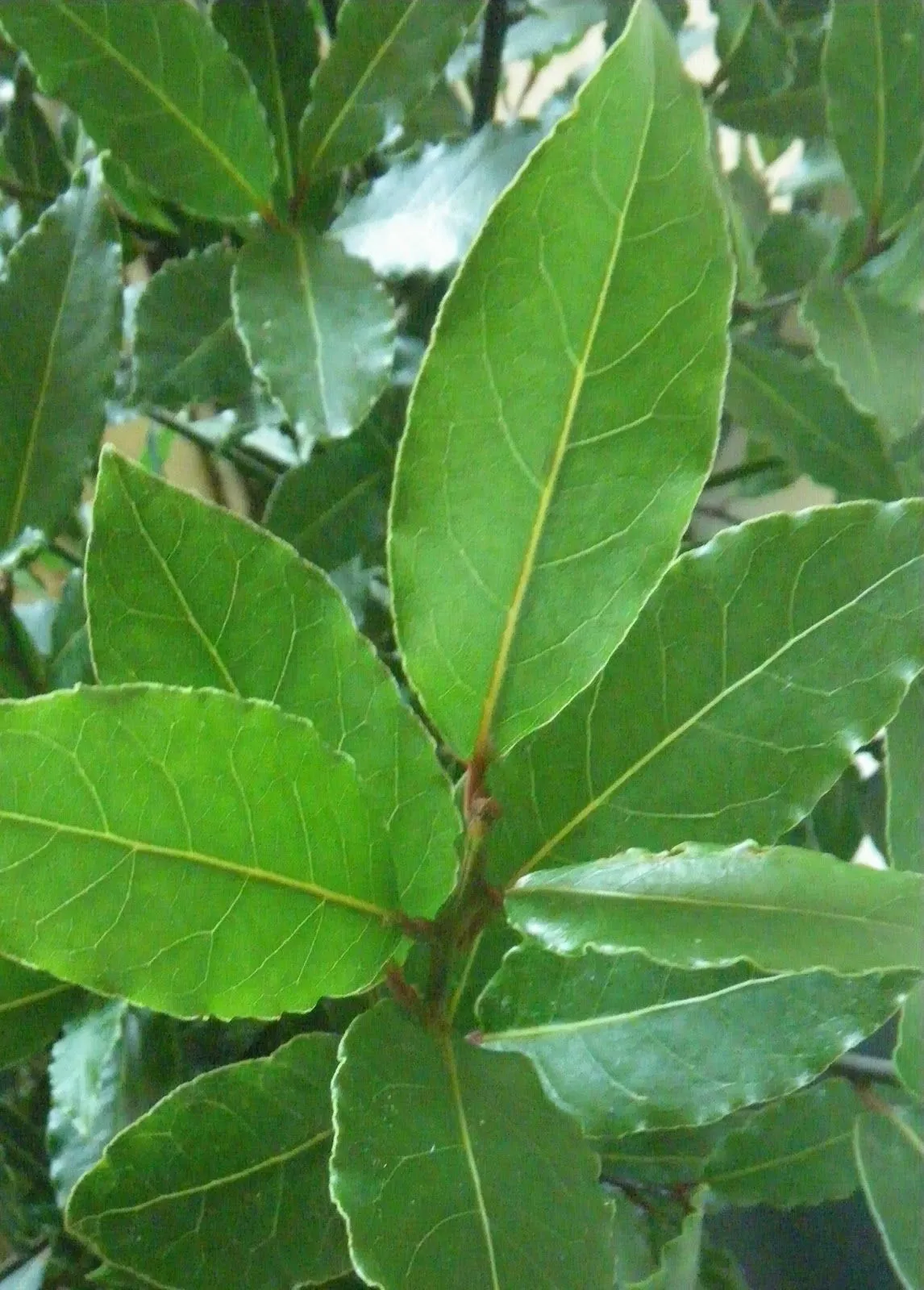 Scented Leaf: Bay Laurel, edible and medicinal tree Scented Leaf: Bay Laurel, edible and medicinal tree