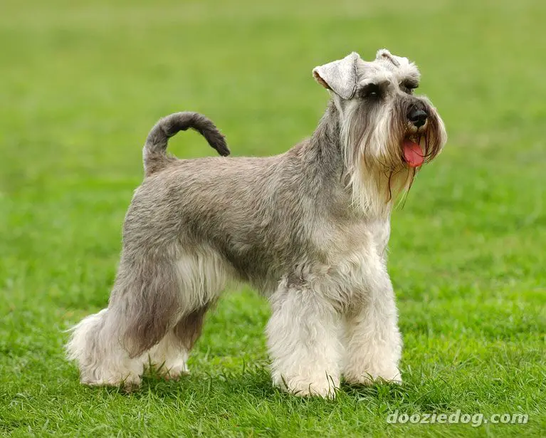 Schnauzer-(