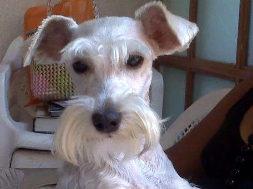 Schnauzer albino miniatura - Imagui