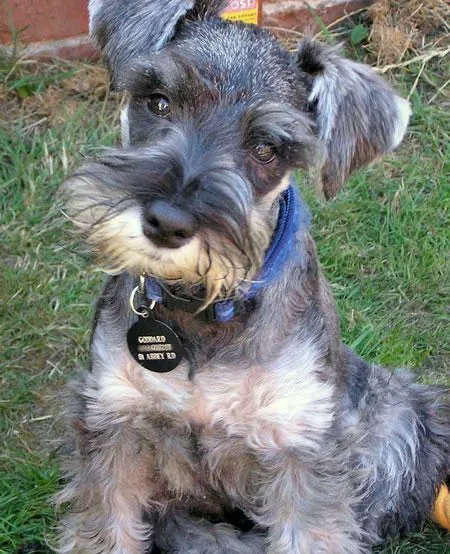 PetLovers: RAZAS DE PERROS MAS RECOMENDABLES PARA NIÑOS PetLovers: RAZAS DE PERROS MAS RECOMENDABLES PARA NIÑOS