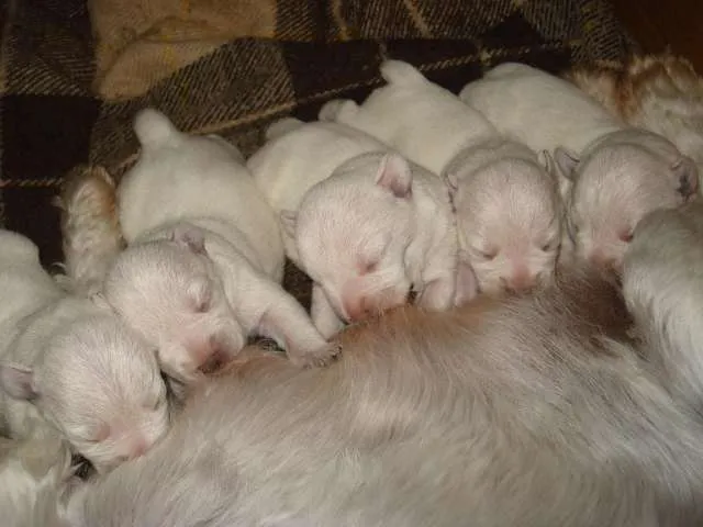 Fotos de SCHNAUZER MINI BLANCOS HIJOS DE PADRE IMPORTADO - Capital ... Fotos de SCHNAUZER MINI BLANCOS HIJOS DE PADRE IMPORTADO - Capital ...