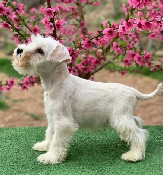 Schnauzer blanco mini - Imagui