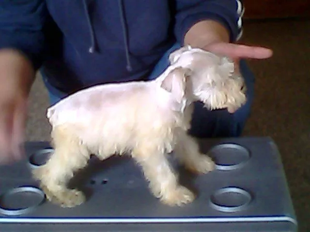SCHNAUZER BLANCOS PUROS TAMAÑO MINIATURA en Tlalpan SCHNAUZER BLANCOS PUROS TAMAÑO MINIATURA en Tlalpan