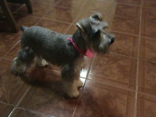 Perros bebés schnauzer - Imagui
