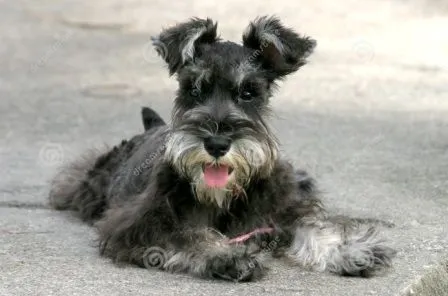 Los Schnauzer derraman pelo? | PERROSPEDIA