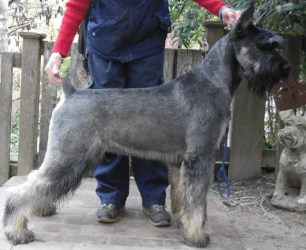 El Schnauzer Gigante | Blog Perro