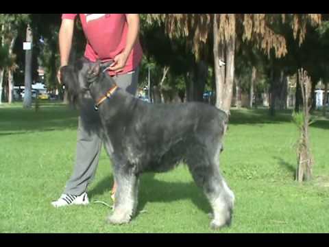 schnauzer gigante sal y pimienta (3/4) - YouTube schnauzer gigante sal y pimienta (3/4) - YouTube