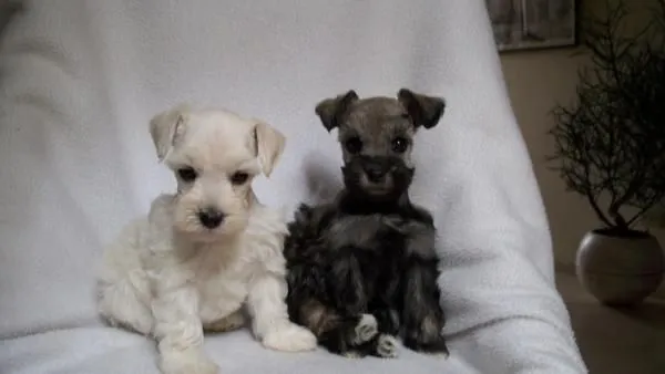 Schnauzer mini bebés - Imagui