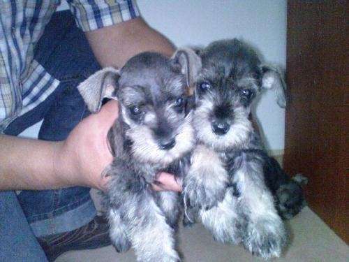 schnauzer mini finisimos bebes en Distrito Federal - 176486 schnauzer mini finisimos bebes en Distrito Federal - 176486