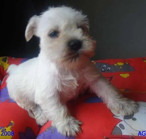 Schnauzer miniatura bebé blanco - Imagui