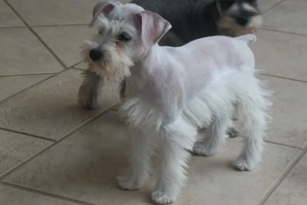 Schnauzer miniatura blanco bebé - Imagui